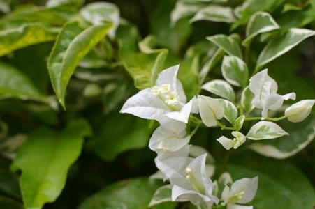 flor2.JPG