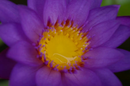 flor3.JPG