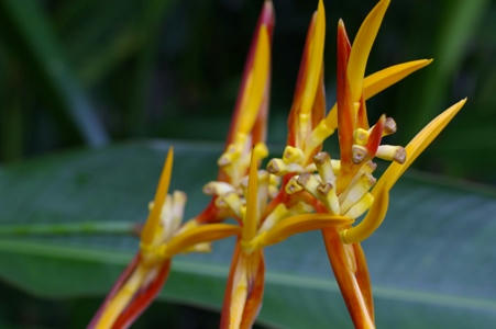 flor4.JPG