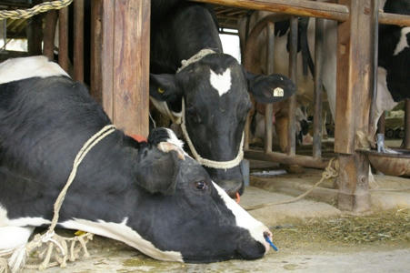 moo.JPG