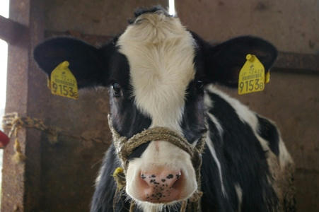 moo4.JPG