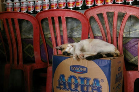 gato.JPG