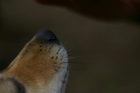 perro.JPG