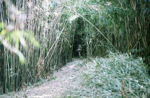 chikurin.jpg