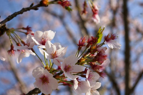 sakura.JPG