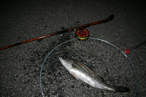 42cm.JPG