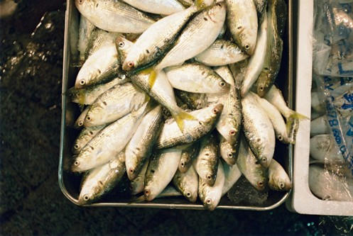 tsukiji4.jpg