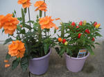 CIMG0002.jpg