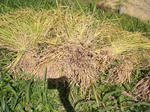 CIMG0071.JPG