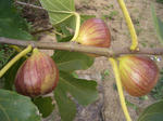 CIMG0060.JPG