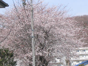7c92772djpeg