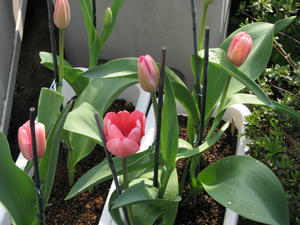 eac885efjpeg