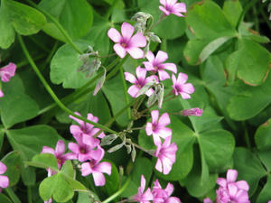 2008.05.17-pink.JPG