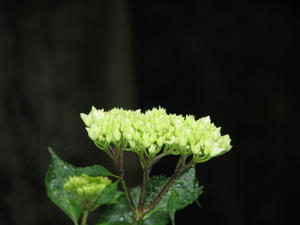 a36f514ejpeg