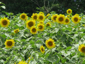 ad61a752jpeg