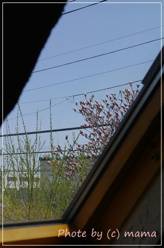 IMGP0171.JPG