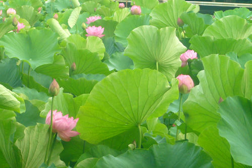 P1000027.JPG