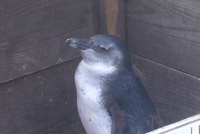 P1000113.JPG