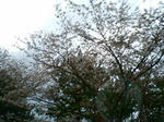 CIMG1153.jpg