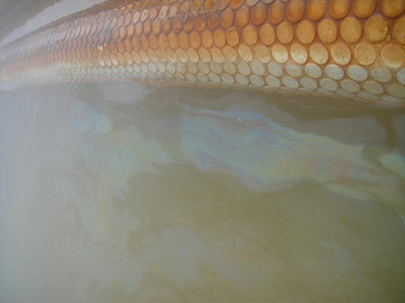油が浮く