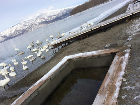 白鳥を見ながら