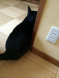 クロネコさん
