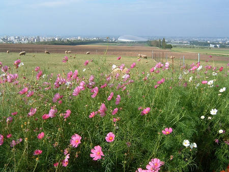 花、羊、札ド