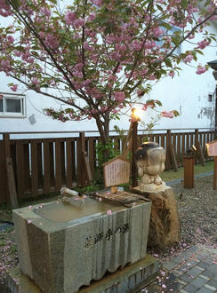 手湯と八重桜