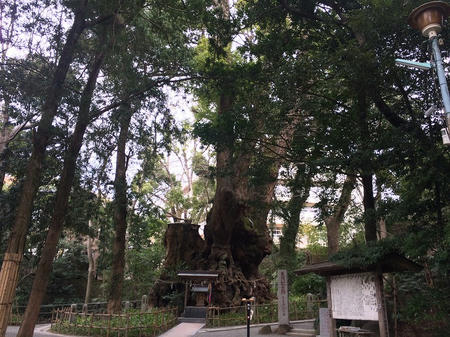大楠