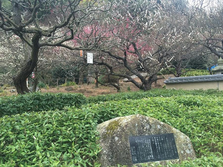 貫一お宮の梅