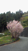 唸る桜の木