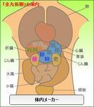 宮崎あおい体内メーカー