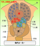 井上和香体内メーカー