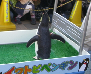 イワトビペンギン