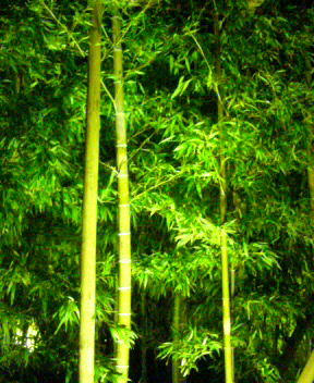 DSC00090.JPG