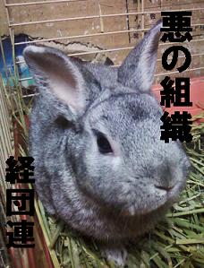 けーだんれん