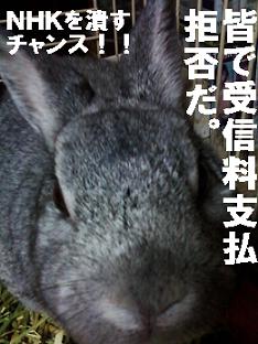 紅白