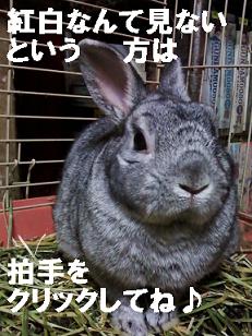 紅白見ないぞ～