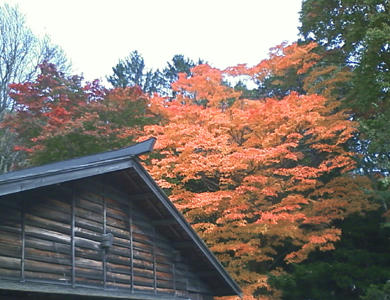 紅葉01