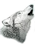 wolf.jpg