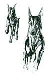 dog1.jpg