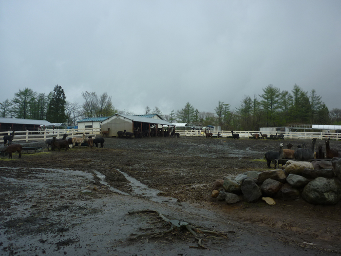 P1000330.jpg