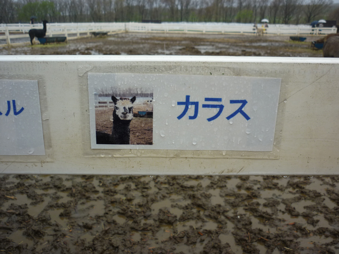 P1000338.jpg