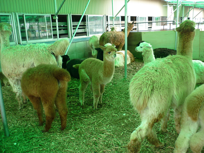 P1000345.jpg