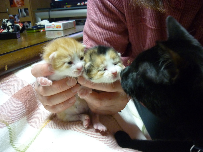 10ae4c54.jpeg