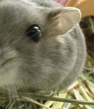 img2007061101.jpg