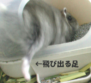 img2007062103.jpg