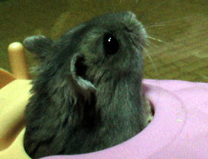 img2007062604.jpg