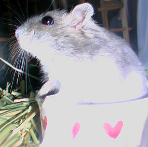 img2007063001.jpg