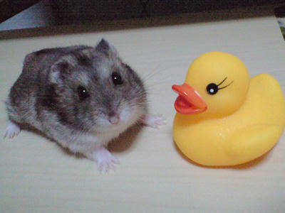 img2010033102.jpg